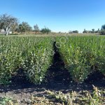 Саженцы кизильника