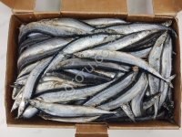 Сайра т/о №1