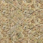 Райграс однолетний (семена)