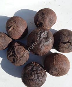 Плоды чёрного ореха