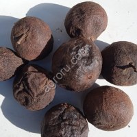 Плоды чёрного ореха