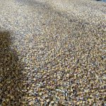 Кукуруза продовольственная