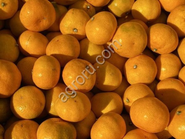 Мандарины Абхазия