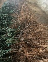 САЖЕНЦЫ ВИНОГРАДА