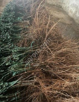 САЖЕНЦЫ ВИНОГРАДА