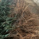 САЖЕНЦЫ ВИНОГРАДА