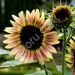 Семена гибрида подсолнечника лг 5580