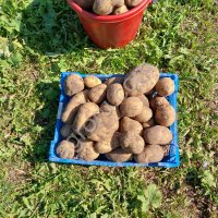 Картофель