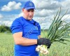 Чеснок