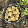 Картофель Ривьера