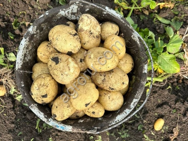 Картофель Ривьера