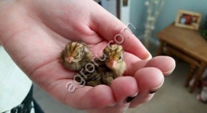 Инкубационное перепелиное яйцо