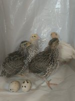 Суточные перепелята