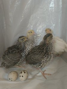 Суточные перепелята