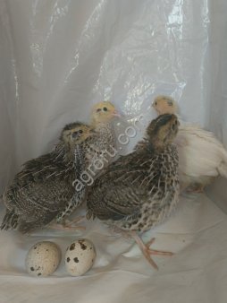 Суточные перепелята