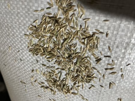 райграс однолетний 2 сорт