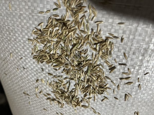 райграс однолетний 2 сорт