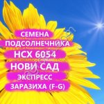 ГИБРИДЫ СЕМЕНА ПОДСОЛНЕЧНИКА НСХ 6054 (НОВИ САД,СЕРБИЯ ) (EXPRESS, ЗАРАЗИХА 7 РАС)