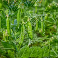 Семена гороха КВС Ла-Манш, КВС Камелеон