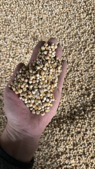 горох фуражный в мешках