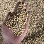 горох фуражный в мешках