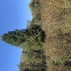 Крупномеры (Кедр, Пихта)