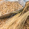 Пшеница