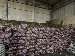 Картофель - АРИЗОНА КОЛОМБО МАНИФЕСТ