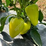 Перец грунтовой сладкий, сорт ПОЛЕТ