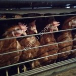 куры-несушки(старка) на забой