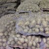 Картофель