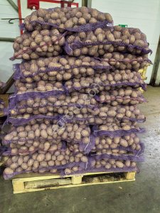 Картофель сорт Гала урожай 2025