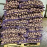 Картофель сорт Гала урожай 2025