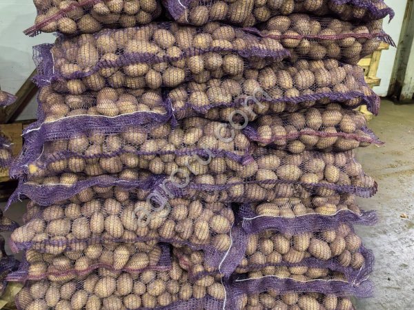 Картофель сорт Гала урожай 2025