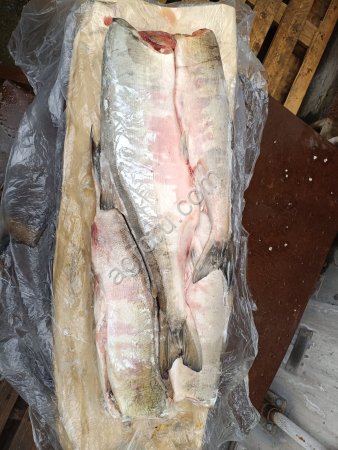 Кета ПБГ Николаевская