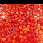 Линия паровой очистки овощей, корнеплодов, фруктов