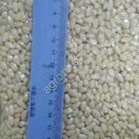 Кедровый орех, ядро кедрового ореха