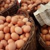 Яйцо куриные фабричное и деревенское ( домашнее)
