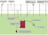 Электропастух для баранов и овец