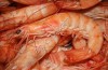 Свежемороженая форель ПСГ, ПБГ, Стейки, Филе; Креветка искусственно выращенная Ваннамей; Тунец консервированный; Марлин консервированный