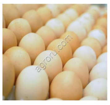 Инкубационное яйцо цыплёнка бройлера Cobb 500 (Кобб 500)