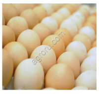 Инкубационное яйцо цыплёнка бройлера Cobb 500 (Кобб 500)