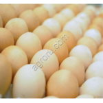 Инкубационное яйцо цыплёнка бройлера Cobb 500 (Кобб 500)