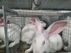Кролики Новозеландские белые живым весом