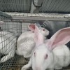Кролики Новозеландские белые живым весом