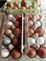 Яйцо куриное домашнее