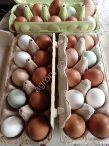 Яйцо куриное домашнее