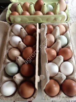 Яйцо куриное домашнее