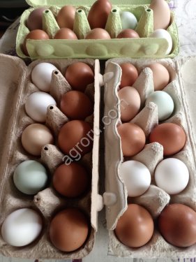 Яйцо куриное домашнее