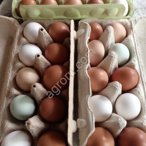 Яйцо куриное домашнее